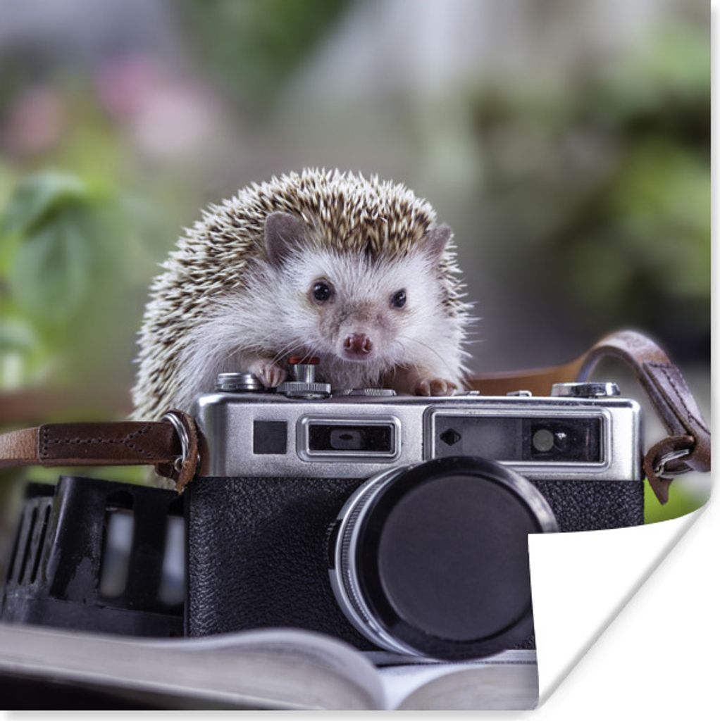 MuchoWow Poster Igel - Kamera - Buch 30x30 cm - Wandposter - Printing