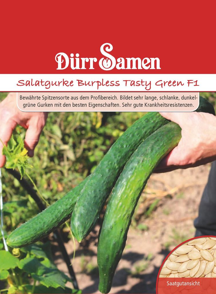 Salatgurke Burpless Tasty Green F1 | Salatgurkensamen von Produktbild 
