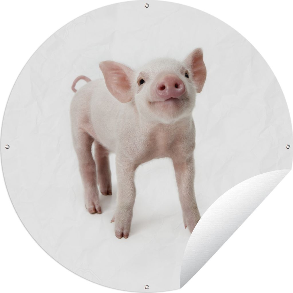 MuchoWow Gartenposter Outdoor-Poster Rund Schwein - Tiere - Weiß Ø 90 cm Gartendeko Rundes Poster draußen