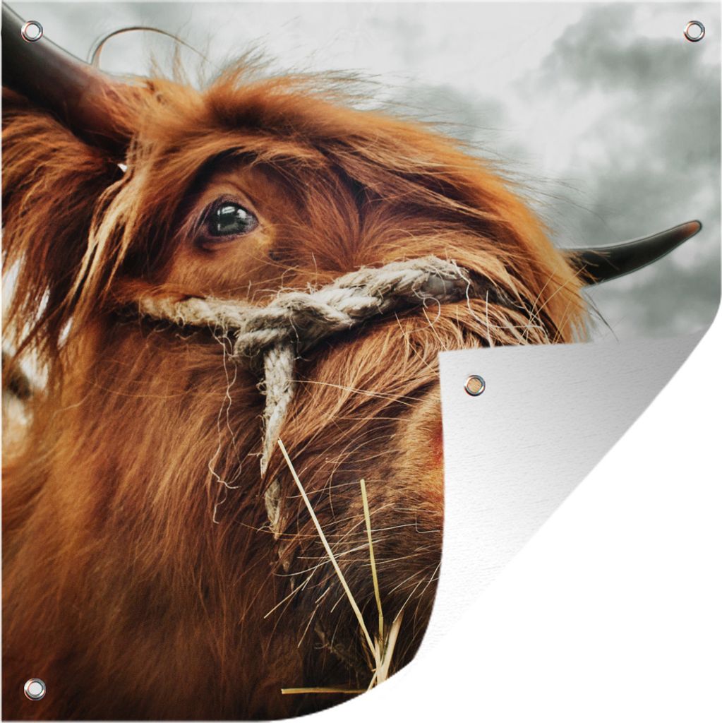 MuchoWow 50x50 cm Outdoor-Poster Gartendeko Sichtschutz Garten Poster für den Garten Schottischer Highlander - Kopf der Kühe