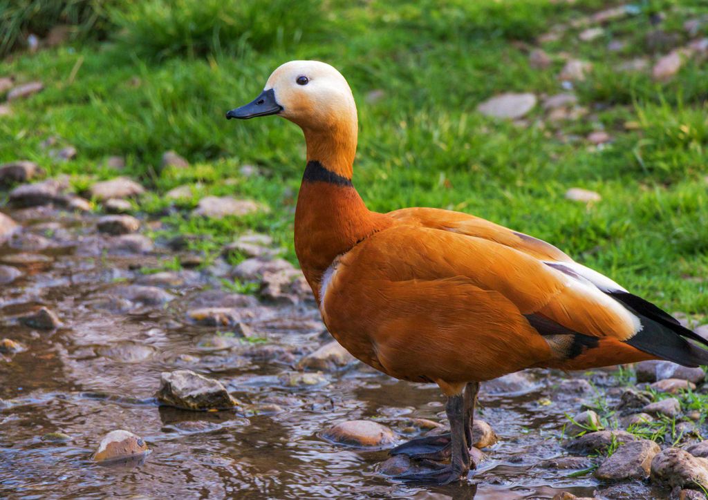 hansepuzzle 19113 - Rostgans Puzzle, 260 Teile, Tierwelt, 41,0 x 28,0cm mit hochwertiger Aufbewahrung, Kartonbox und wiederverschließbarem Beutel