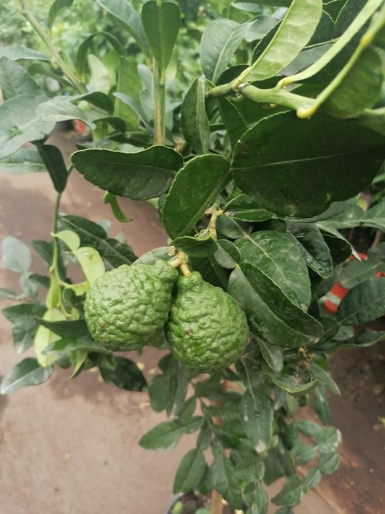 Meine Orangerie - Kaffir Limette Grande - Citrus Hystrix - Mauritius Papeda - Real Kafferlime - Refined citrus stems in gardening quality - Height approx. 110-130 cm