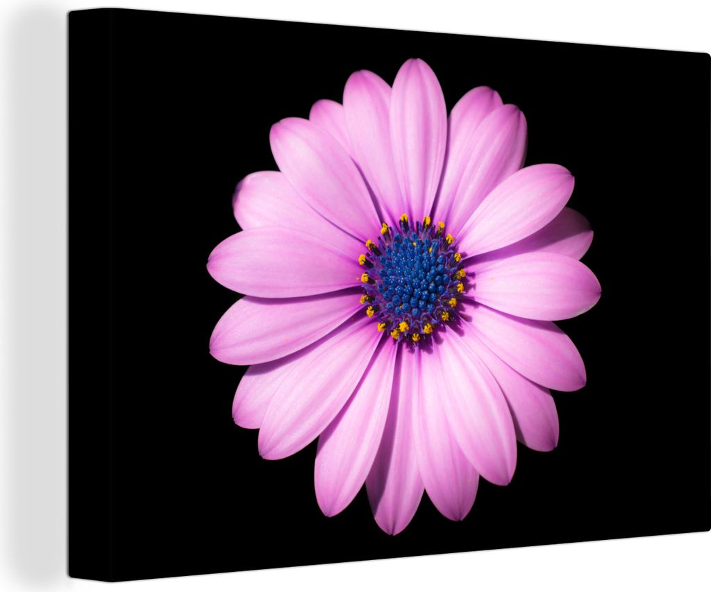 OneMillionCanvasses - Leinwandbilder - 140x90 cm, Gänseblümchen - Blume - Rosa, Wandbilder Kunstdruck Wanddekoration