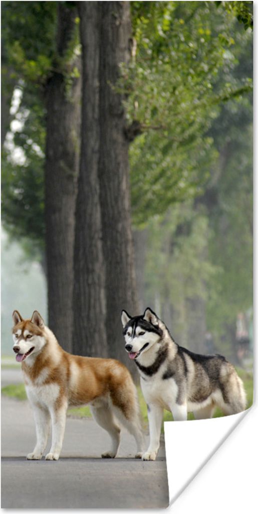 MuchoWow Poster Zwei Huskys zwischen den Bäumen 75x150 cm - Dekoration für die Wände