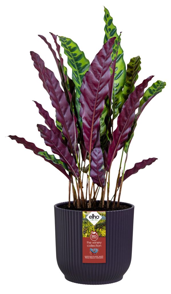 Blumentopf Ø 22 cm H 20,2 cm Elho The Winery Dunkelviolett Produktbild 
