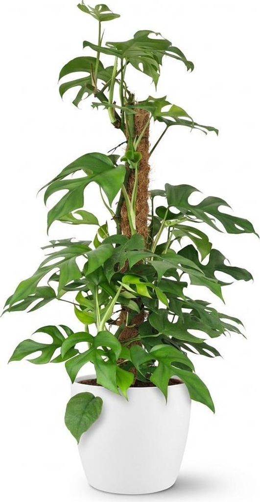 Monstera Minima am Moosstab 90cm – Mini Fensterblatt Zimmerpflanze im Potter Weiß Übertopf Ø19cm – tropische Blätter mit Löchern – pfleg...