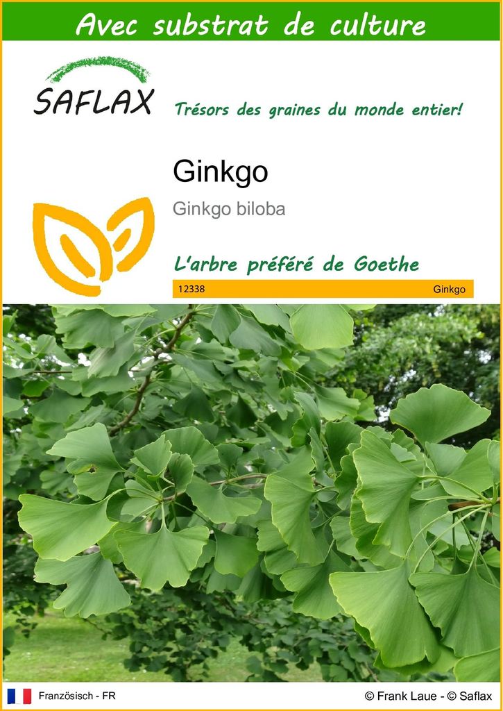 SAFLAX  - Ginkgo - 4 graines - Avec substrat - Ginkgo Image du produit 