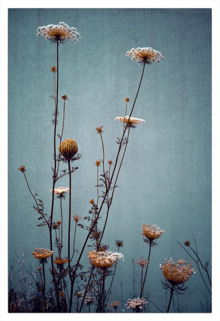 Wallario Wandbild aus Acryl, 90 x 60 cm, freischwebende Optik - Filigrane Wildblumen