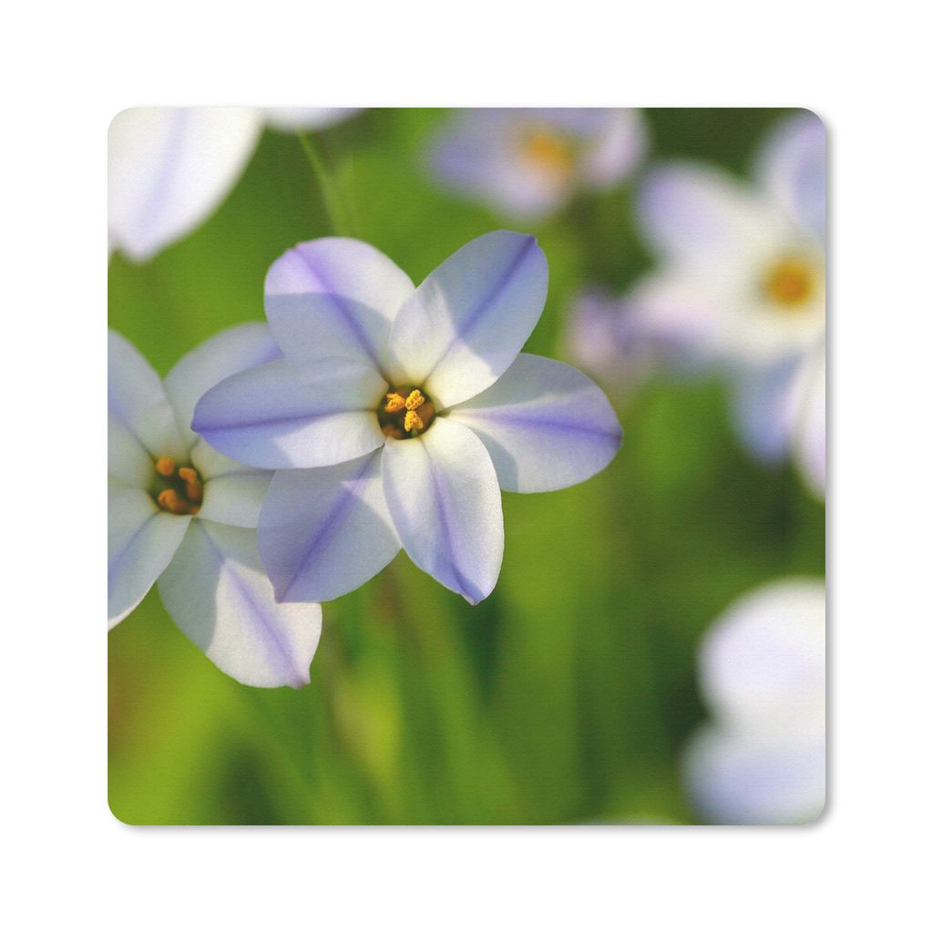 MuchoWow Mauspad Mousepad Blumen - Garten - Lila 20x20 cm - Mousepads - Maus Mat - Pad - Mausunterlage - Desk Mat - Bureauartikeln
