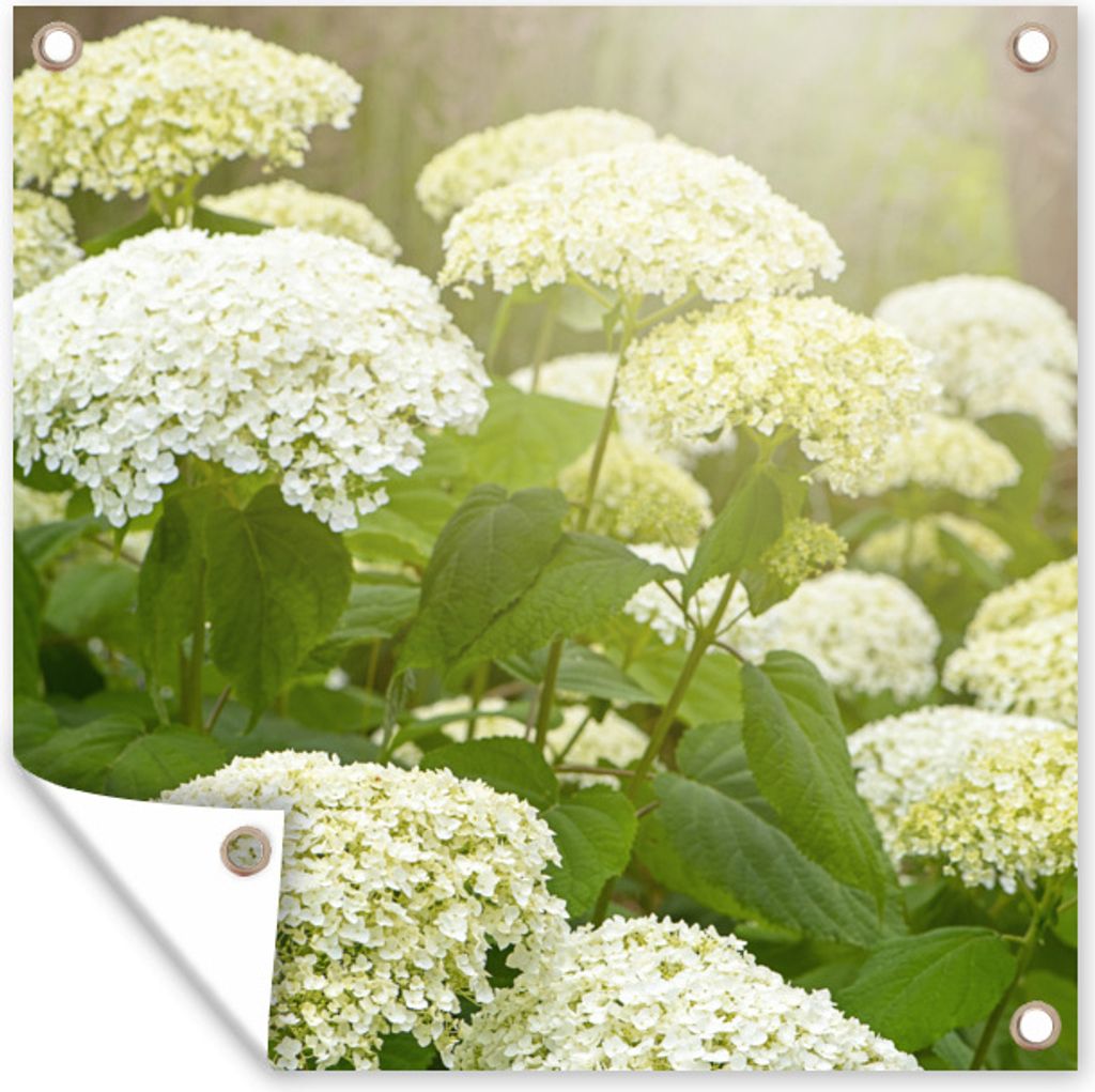 MuchoWow 50x50 cm Outdoor-Poster Gartendeko Sichtschutz Garten Poster für den Garten Ein Meer von weißen Hortensien