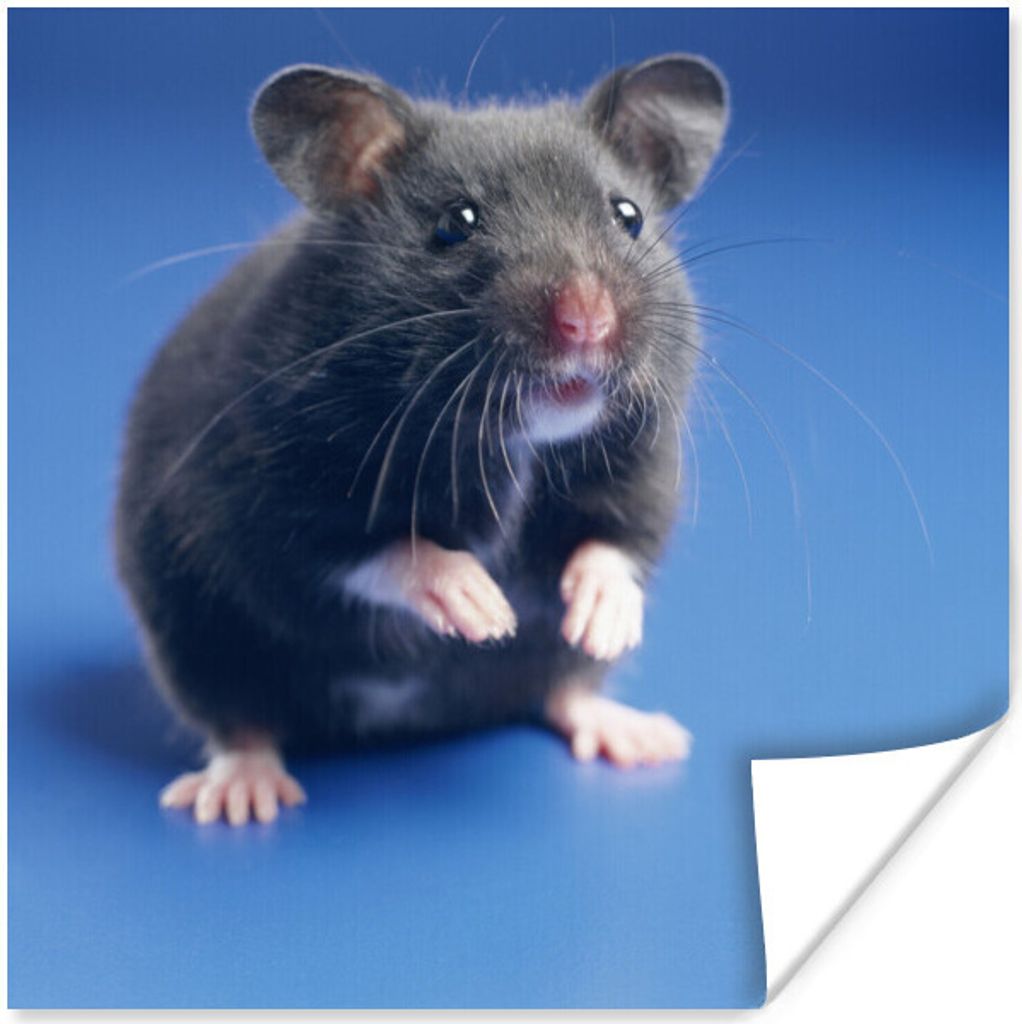MuchoWow Poster Dunkelgrauer hamsterblauer Hintergrund 75x75 cm - Wand Dekoration