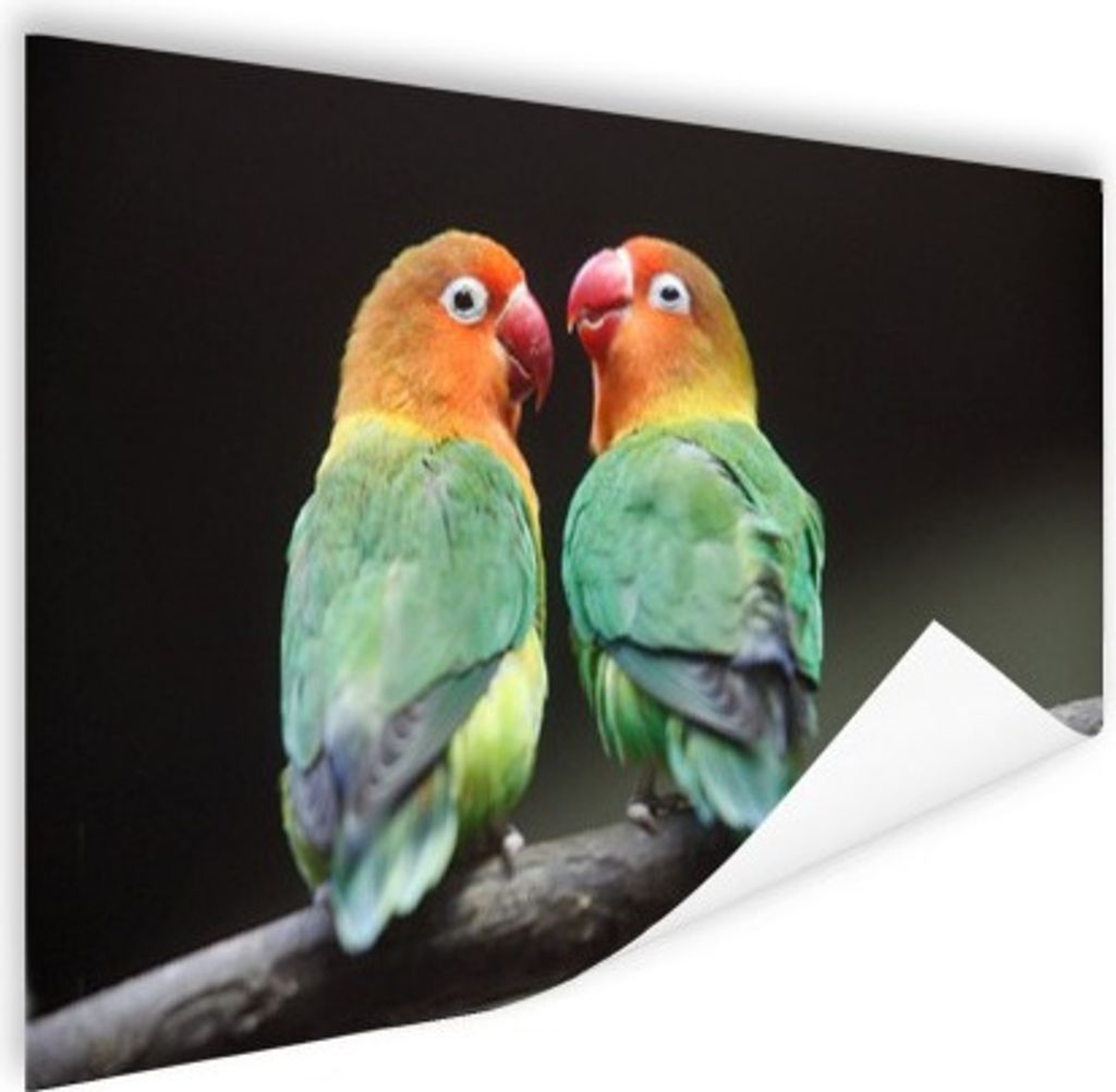 MuchoWow Poster Unzertrennliche Papageien Fotodruck 120x80 cm - Bilder
