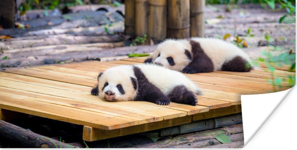 MuchoWow Poster Pandas - Boden - Holz 150x75 cm - ohne Rahmen
