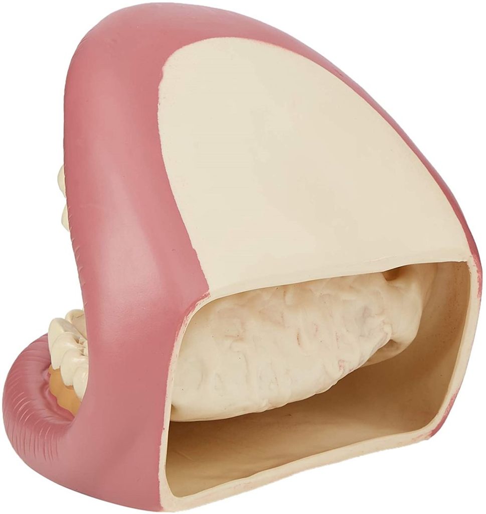 Kit Démonstration Dents Géantes TickiT - Avec Brosse à Dents Géante - Pour Apprendre L'hygiène Dentaire Aux Enfants - À Partir De 3 Ans - 8