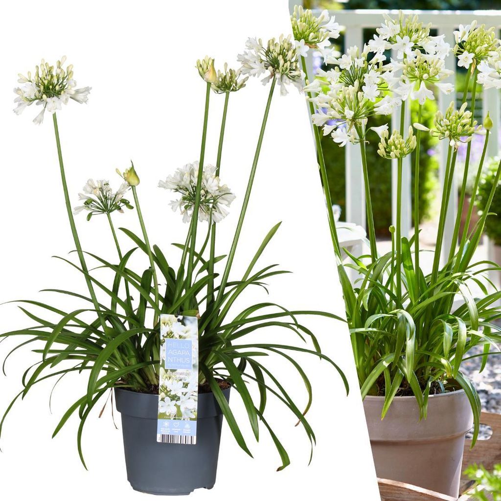 Plants by Frank | 1 Schmucklilie Pflanze | Agapanthus praecox 'Ever White' | Winterhart Mehrjährig | Weiße Blüten | Gartenpflanzen