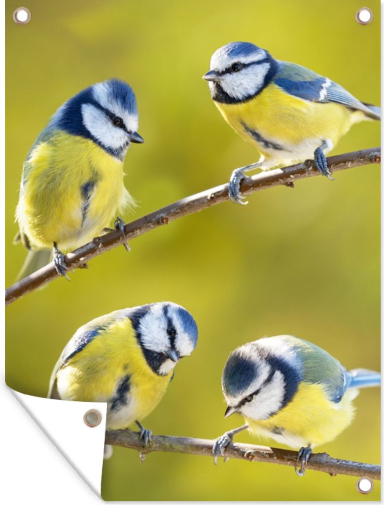 MuchoWow 30x40 cm Outdoor-Poster Gartendeko Sichtschutz Garten Poster für den Garten Vogel - Blaumeise - Äste - Sonne