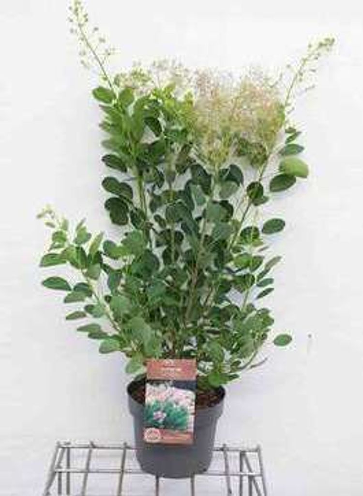 Cotinus cogg. 'Young Lady' - Perückenstrauch Young Lady 50- 60 cm Container