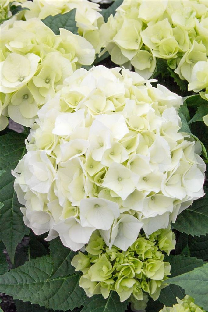 Hydrangea macrophylla 'Vanilla Sky', Hortensie, weiß, 30–40 cm