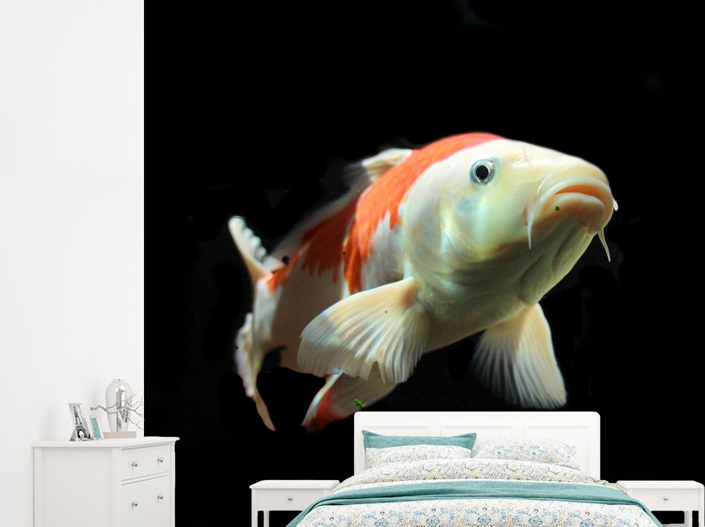 MuchoWow Fototapete für Wohnzimmer oder Schlafzimmer Wandtapete Vinyl Motivtapete Ein Koi-Karpfen mit orangefarbenen Details vor einem schwarzen...