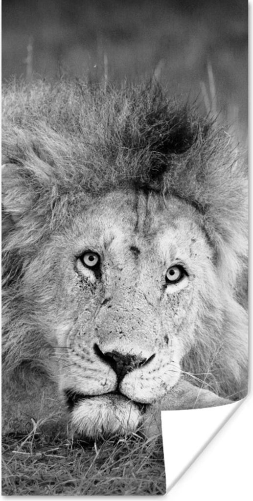 MuchoWow Poster Löwe - Schwarz - Tiere 20x40 cm - Plakat - Foto