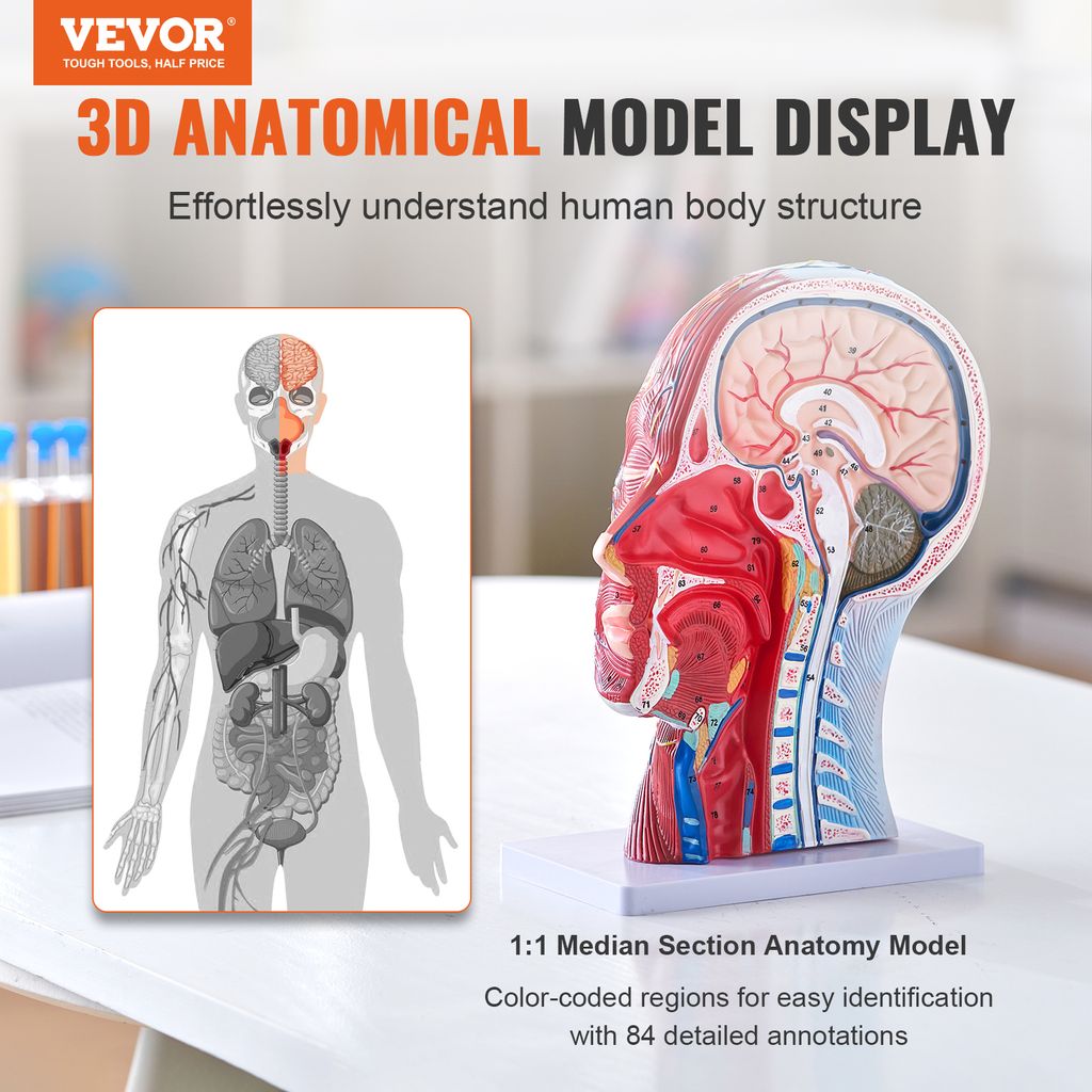 VEVOR Gefäßmodell des Kopfes Menschliche Anatomie Gehirn Produktbild 2