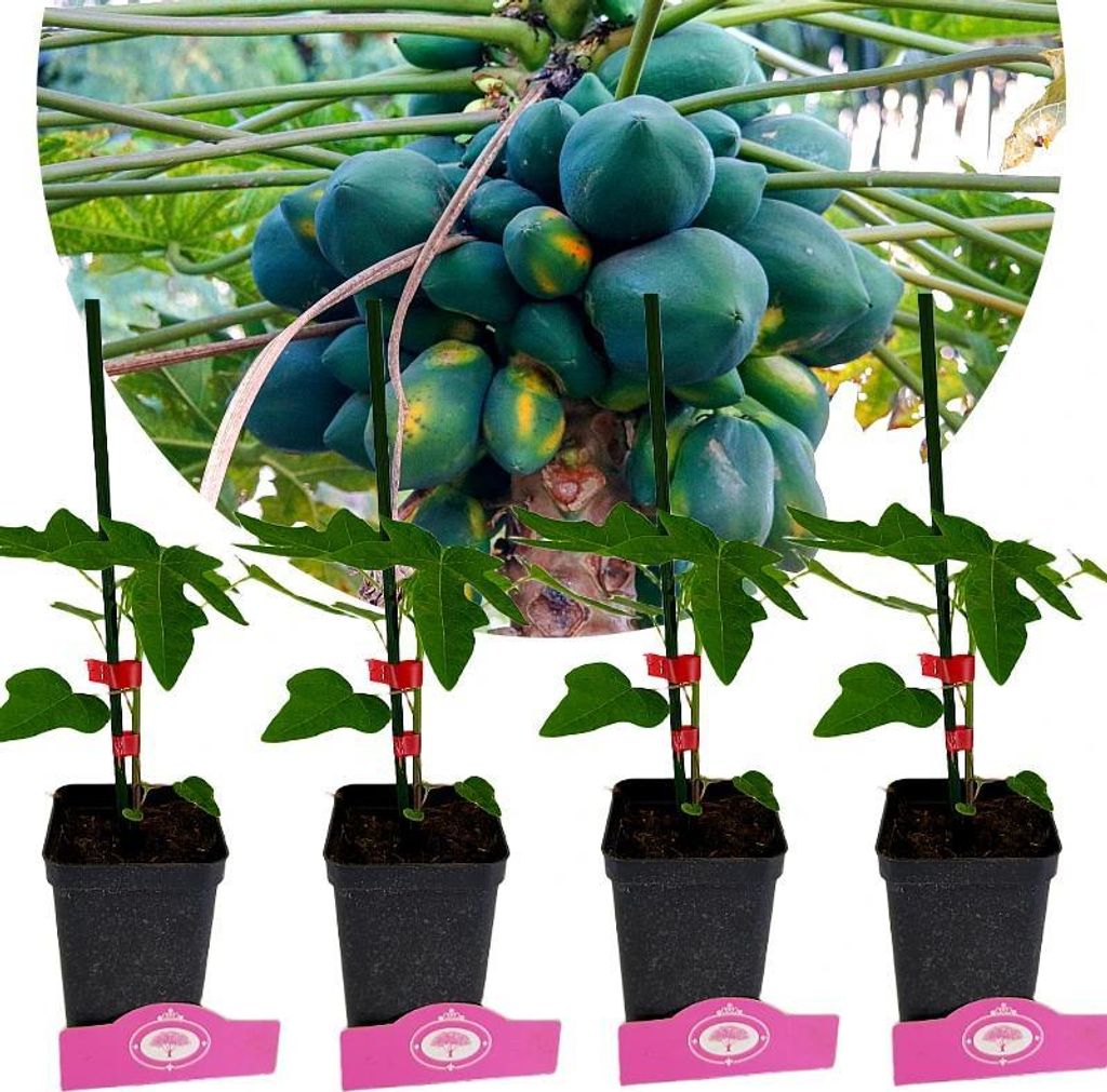 Set mit 4 Papaya – Carica Papaya – Höhe 25cm – 9cm Topf Produktbild 