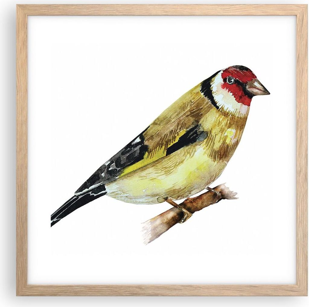 Gerahmtes Poster - Rahmen in heller Eiche - Stieglitz Vogel Aquarell - 40x40 cm - Wand Bild - Wanddeko - Wandbilder - Wandposter - Bilderrahmen - B...