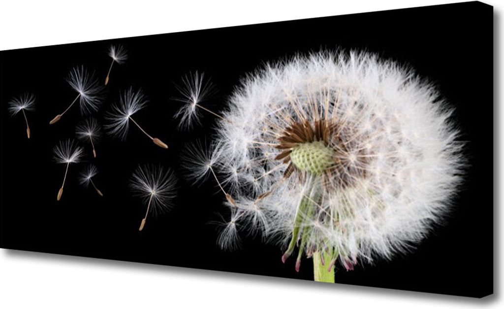 Tulup Leinwand-Bilder 125x50 Wandbild Canvas Kunstdruck Pusteblume Pflanzen