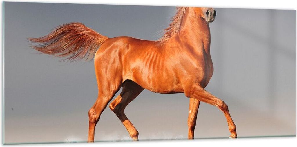 Bilder auf glas - Tiere Pferd Galopp Geschwindigkeit - 120x50cm - Glasbilder - Wandbilder - Kunstdruck - Wanddekoration aus Glas - Glas Bilder - Wa...
