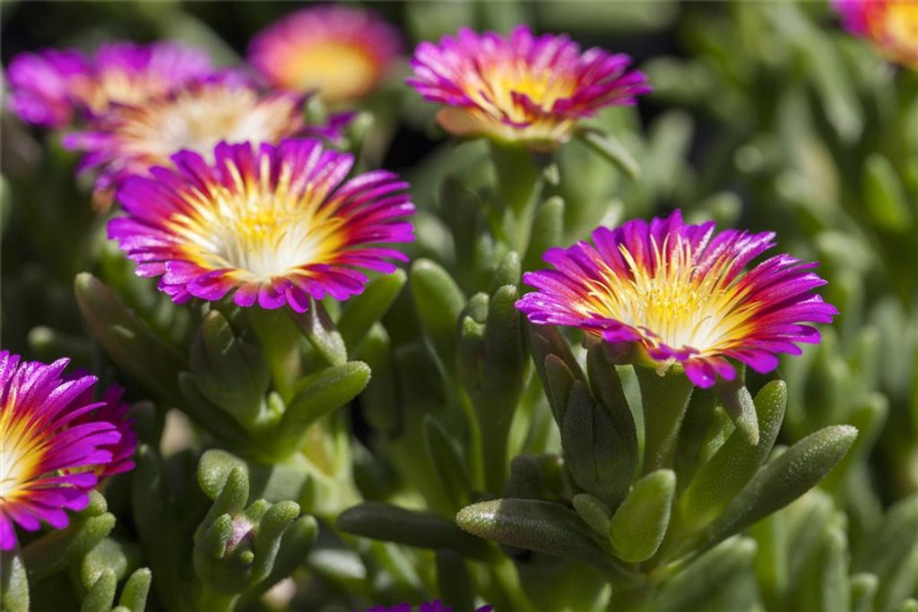 Mittagsblume Wheels of Wonder® 'Purple Wonder' Produktbild 