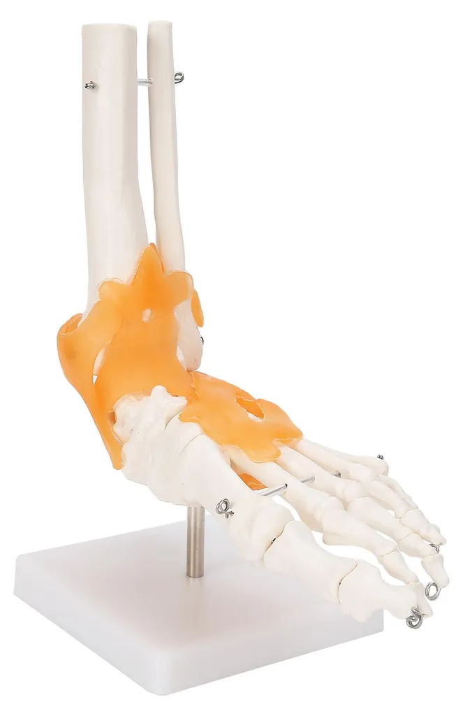 Comprendre les douleurs du pied : maquette anatomique avec ligaments