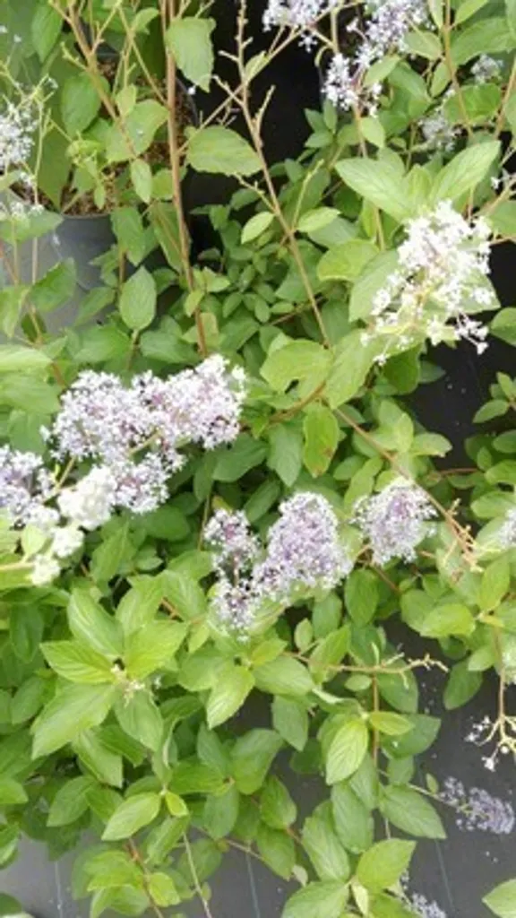 Arbuste Ceanothus Gloire de Versailles - Robuste et fleuri 40-50cm - 3