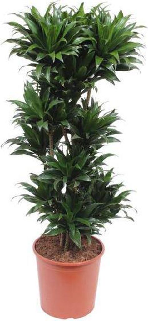 Drachenbaum Dracaena Compacta pflegeleicht 140cm Ø30cm Produktbild 