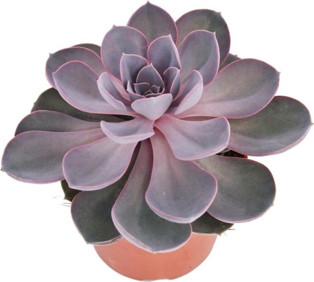 Perla Echeveria di Norimberga - grande pianta in vaso da 12 Immagine del prodotto 
