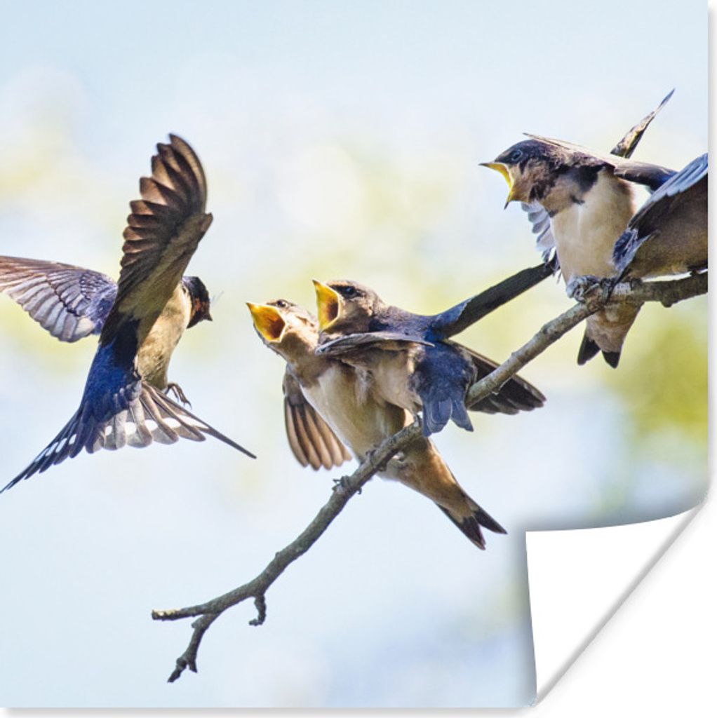 MuchoWow Poster Juvenile Rauchschwalben 100x100 cm - Babyzimmer