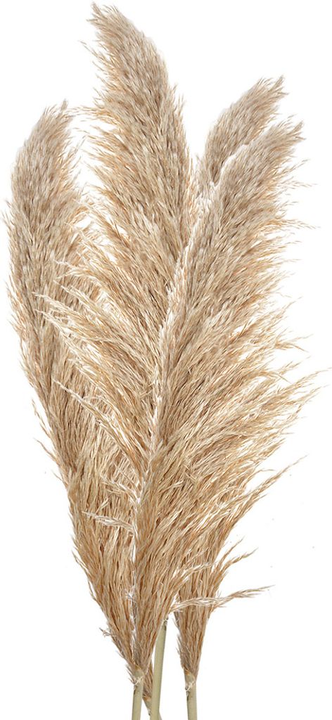 Clayre & Eef Trockenblumen 142 cm Beige Braun Trockenblumen Produktbild 