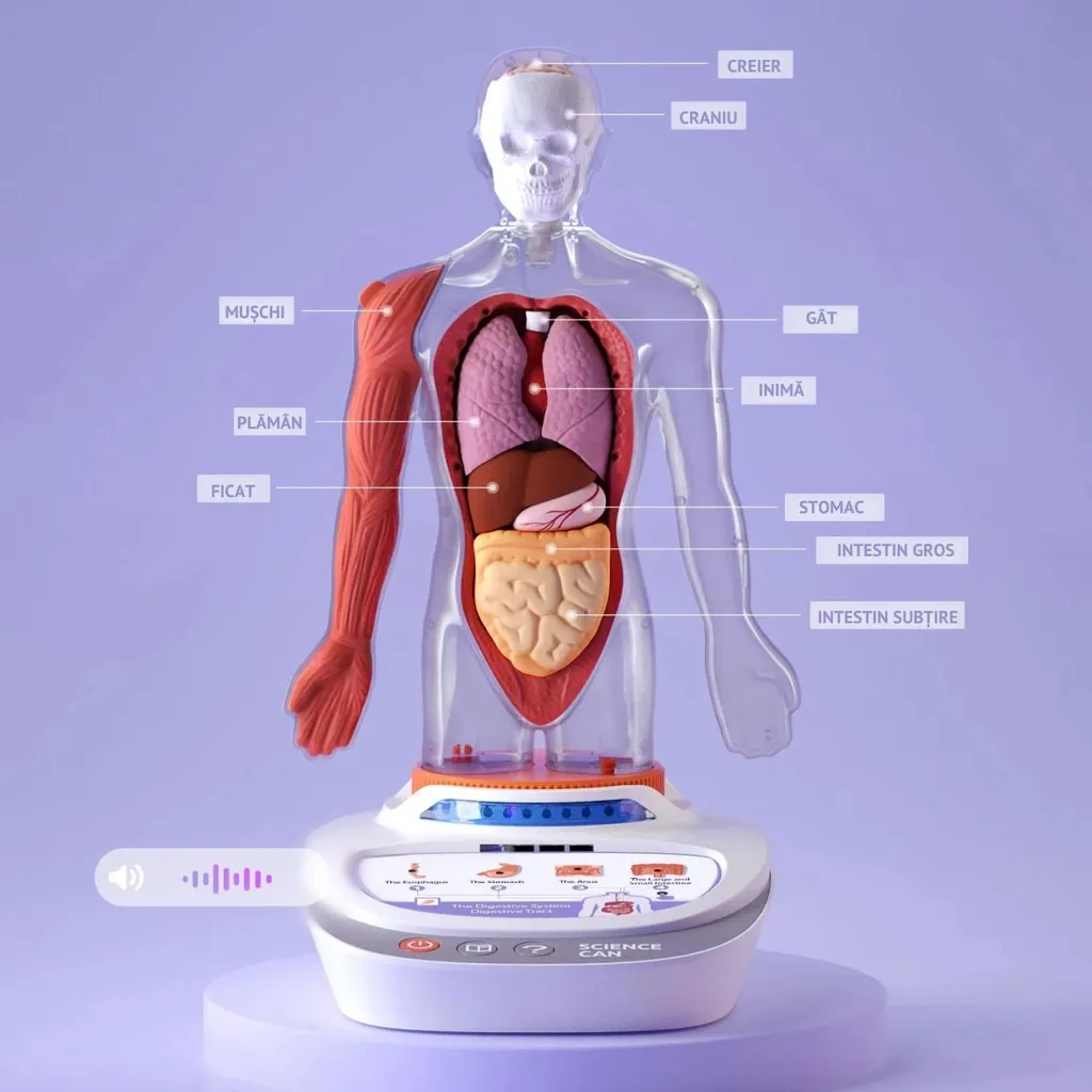 Comprendre le Corps Humain Facilement - Jeu STEM Anatomie TopBright - 4