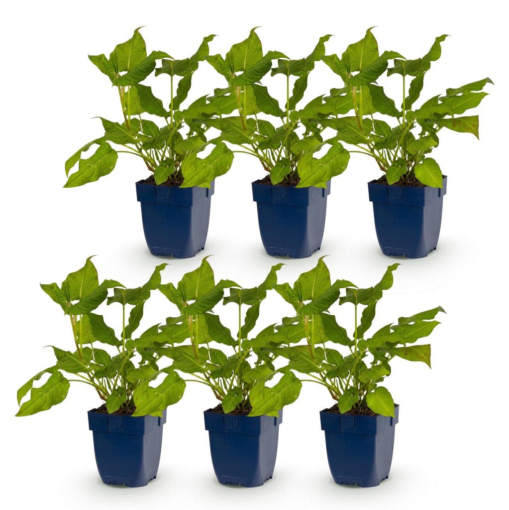 Green boutiQ – Staudenpflanze – *Persicaria amplexicaulis* – Tausendknöterich – Fördert Bienen und Schmetterlinge – Rot – 6 Pflanzen ...