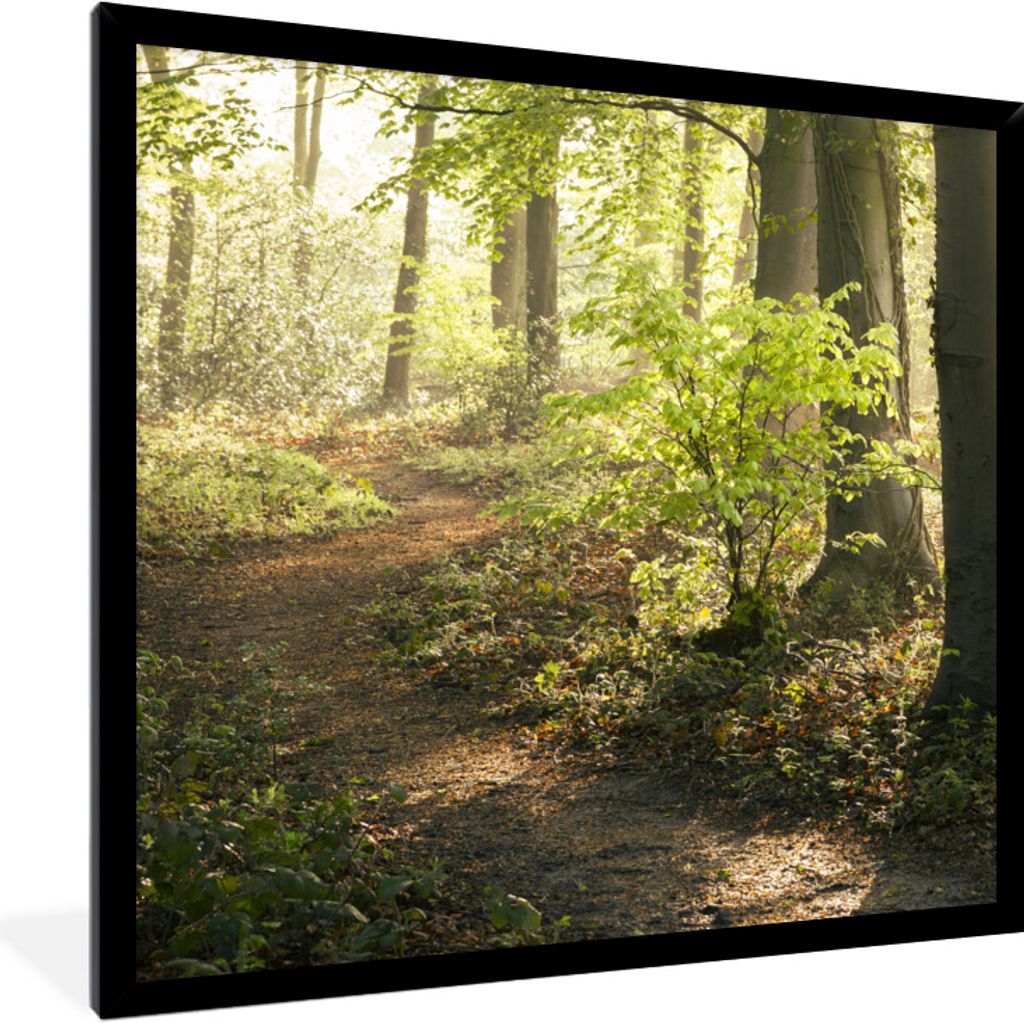 MuchoWow Gerahmtes Poster Wald - Bäume - Weg - Sonne - Pflanzen - Laub - Natur 40x40 cm - Poster mit Schwarzem Bilderrahmen Wandposter Rahmen Fo...