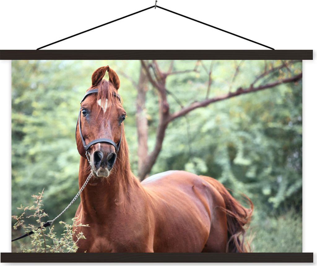 MuchoWow Textilposter Pferd - Wald - Halfter 90x60 cm mit schwarzem Rahmen - Aufhängungssatz