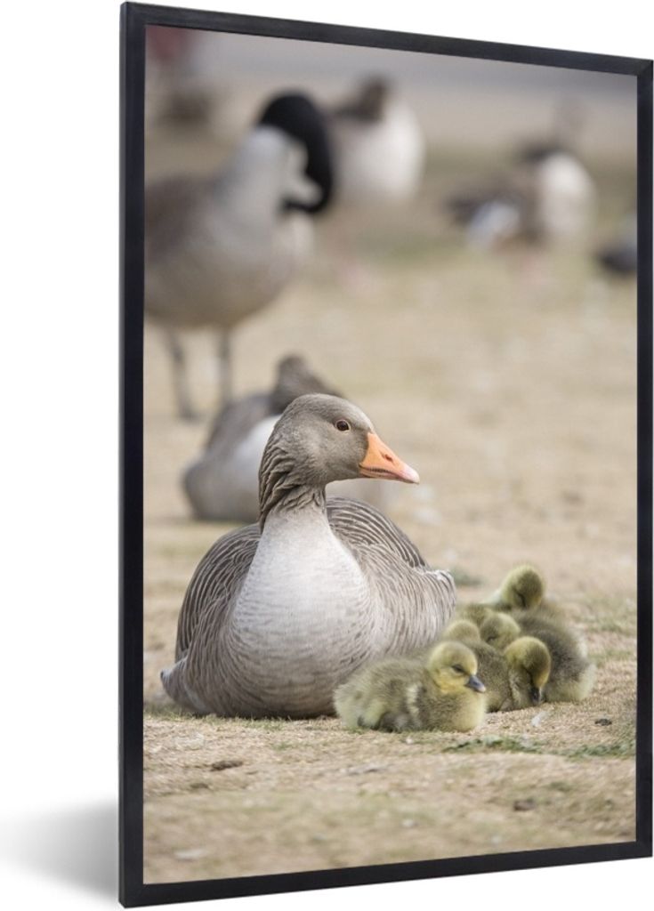 MuchoWow MuchoWow Gerahmtes Poster Gans - Familie - Küken 20x30 cm - Poster mit zchwarzem Bilderrahmen - Drucken - Bilder Poster im Rahmen