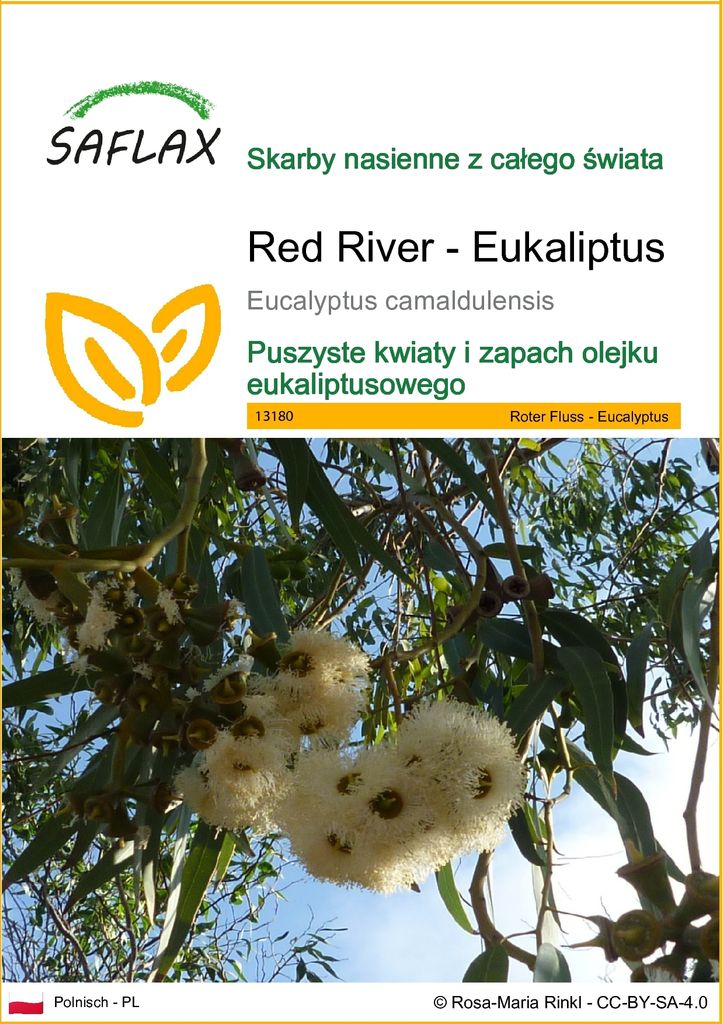 SAFLAX - Red River - Eukaliptus - 200 Nasiona - Eucalyptus Zdjęcie produktu 