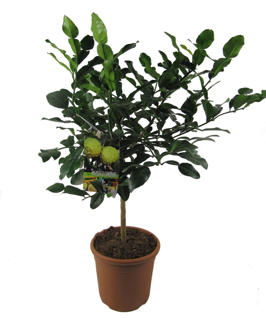 Enseleits Kaffir-Limette - Kaffir Limette - Kaffir Limettenbaum ca. 70cm hoch
