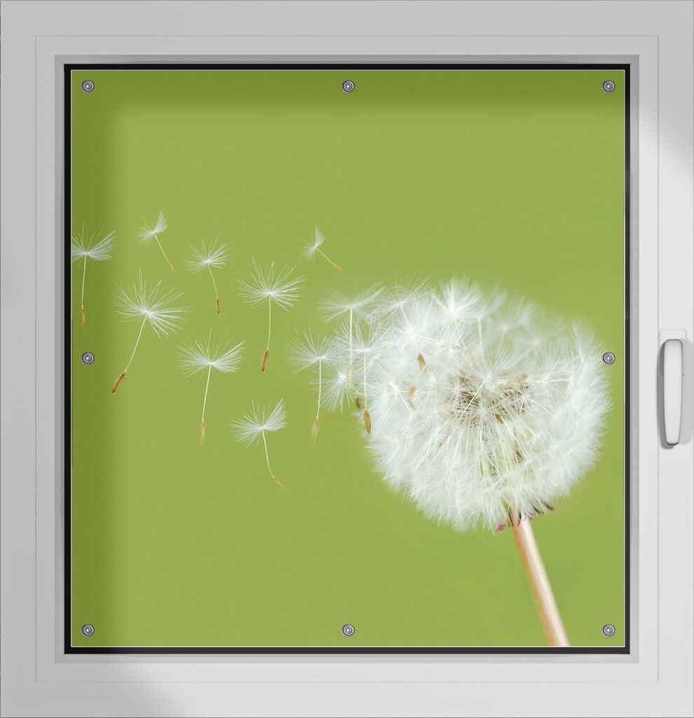 Wallario Lichtschutzbild, Dekorativer Sichtschutz Sonnenschutz 96 x 93 cm mit Motiv: Pusteblume auf der Wiese mit fliegenden Samen - Verdunklung oh...