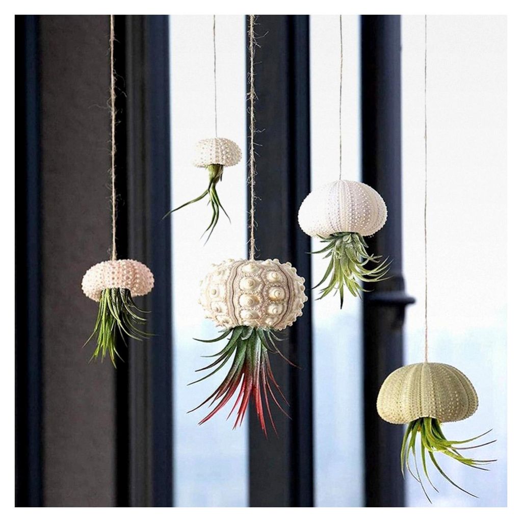 5 Stück Conch-Pflanzenhalter, Seeigel für Luftpflanzen, Sukkulenten-Präsentationsbehälter, Dekorative Halter für Luftpflanzen