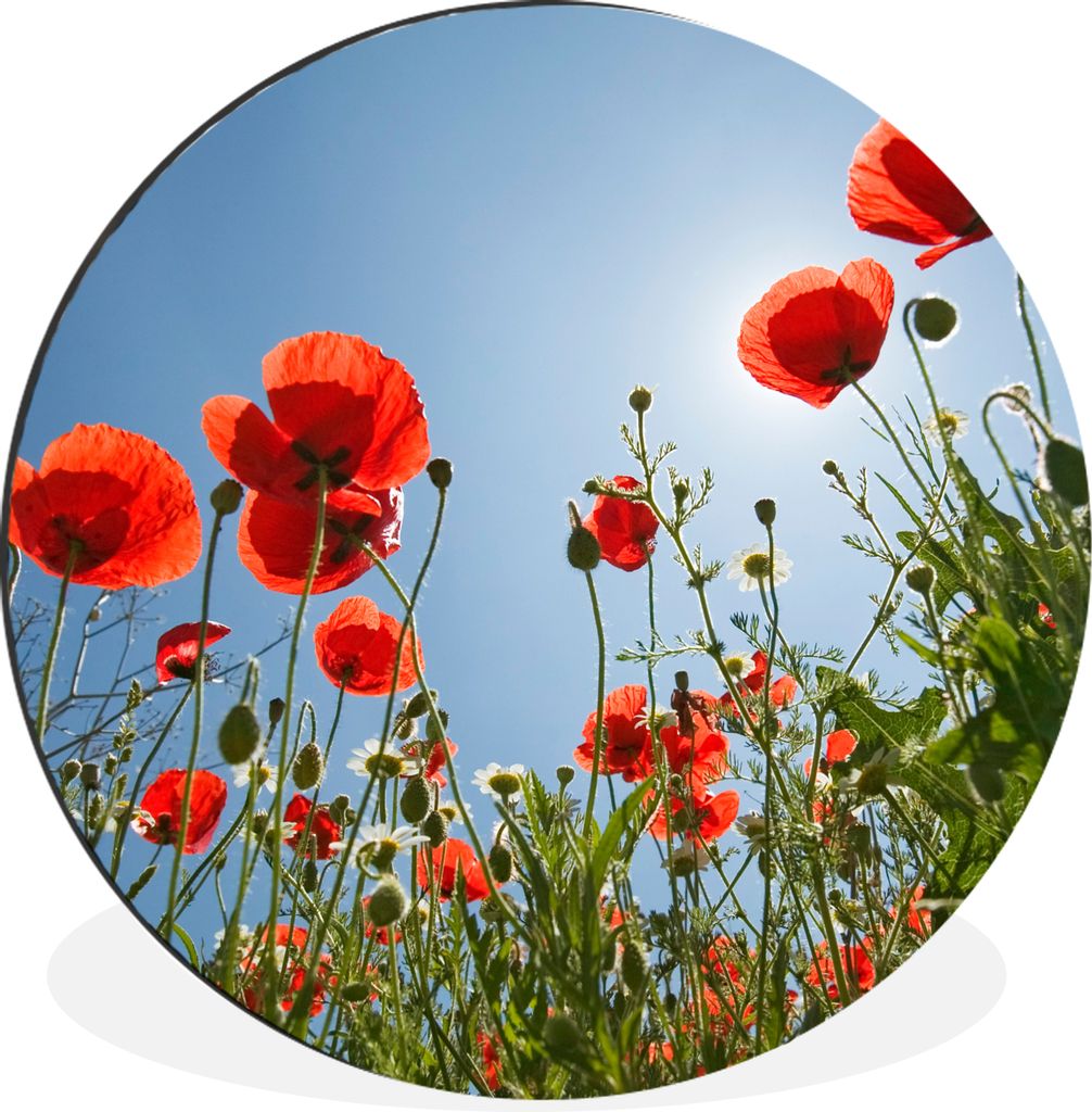 MuchoWow Aluminium Wandkreis Strahlende Sonne über einigen Mohnblumen in Spanien Ø 30 cm Wanddeko Modern Wohnzimmer - Wand Bild - Wohnzimmer - ...