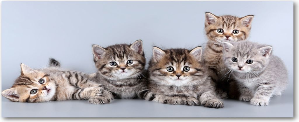 Tulup Küchenrückwand Spritzschutz aus Glas -125x50 -Spritzschutz auf gehärtetes Glas Deko Tiere Fünf Katzen