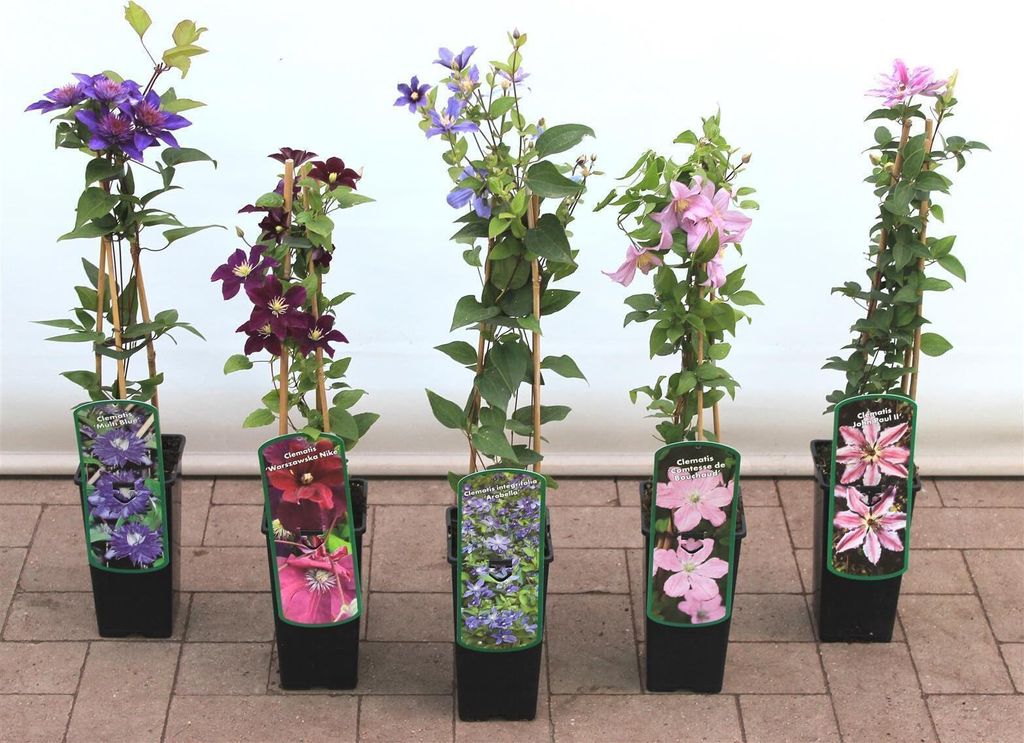 Clematis Hybride 'Dr. Ruppel', großblumig, rosa-weiß, 40–60 cm