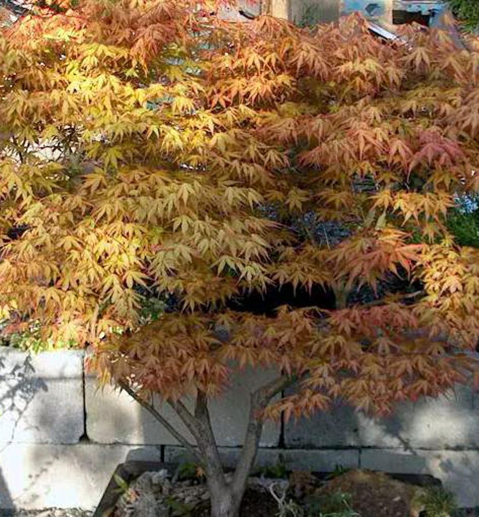 Fächerahorn ´KATSURA´ 90-110 cm, Cont. 3 l Produktbild 