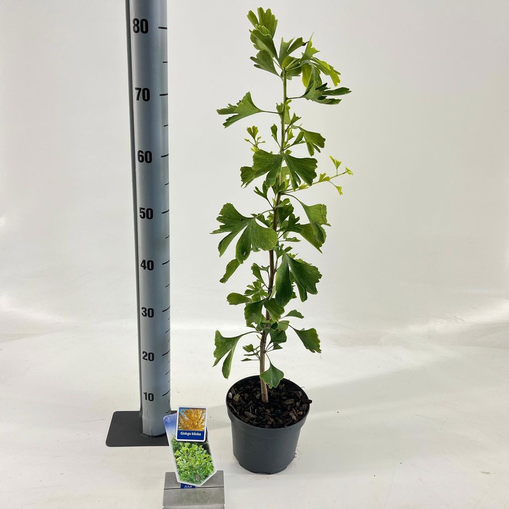 Ginkgo biloba - Ginkgo / Fächerblattbaum | 60-80 cm im topf